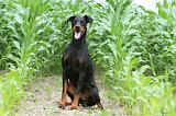 DOBERMANN 255